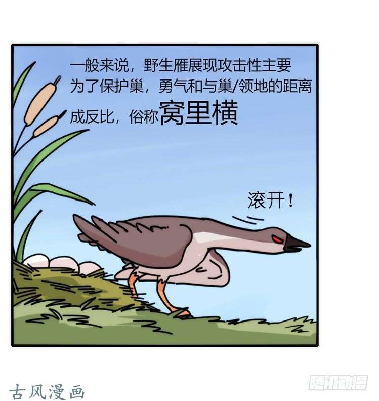 进化之基家有鹅霸：人假鹅威是种什么体验