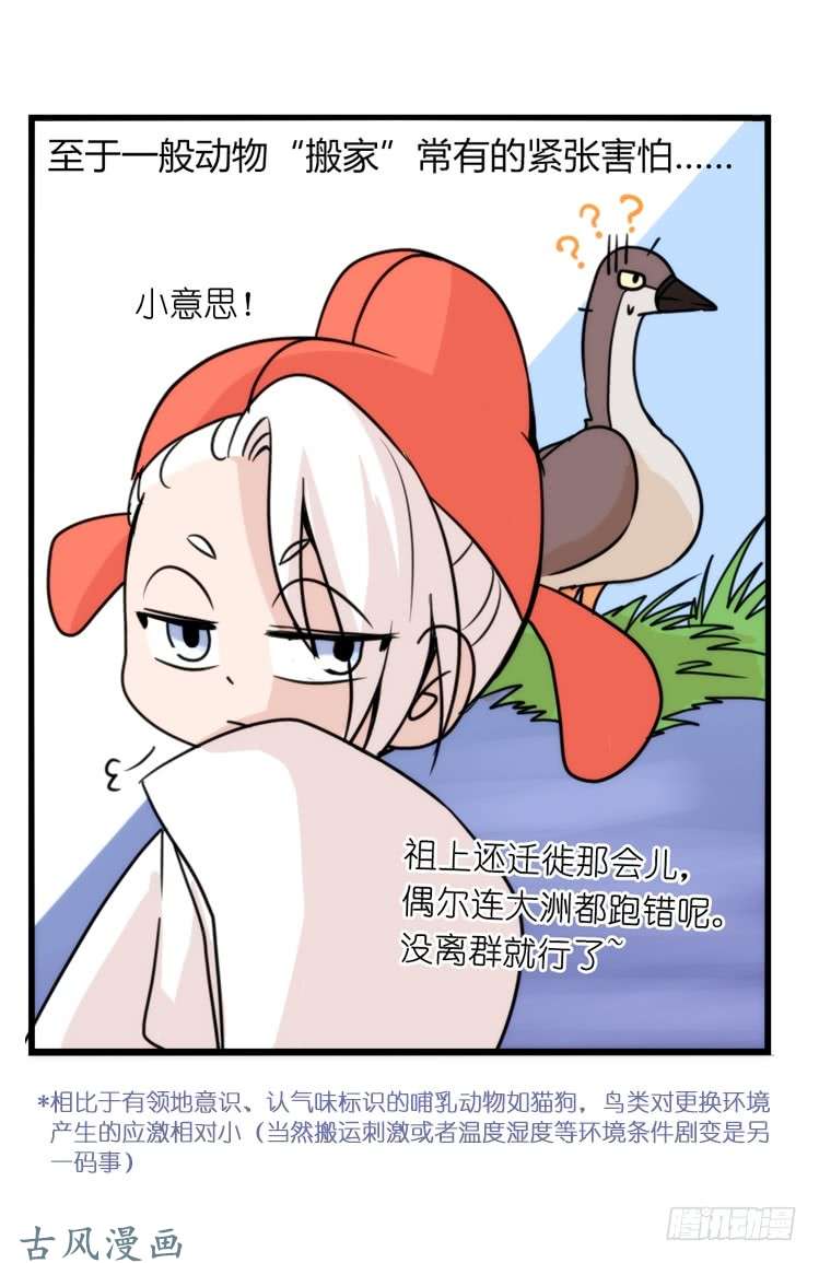 进化之基家有鹅霸：万事开头难
