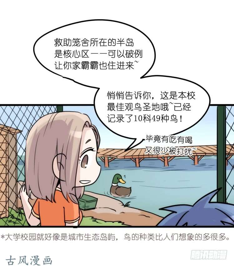 进化之基家有鹅霸：真霸霸，先包个塘