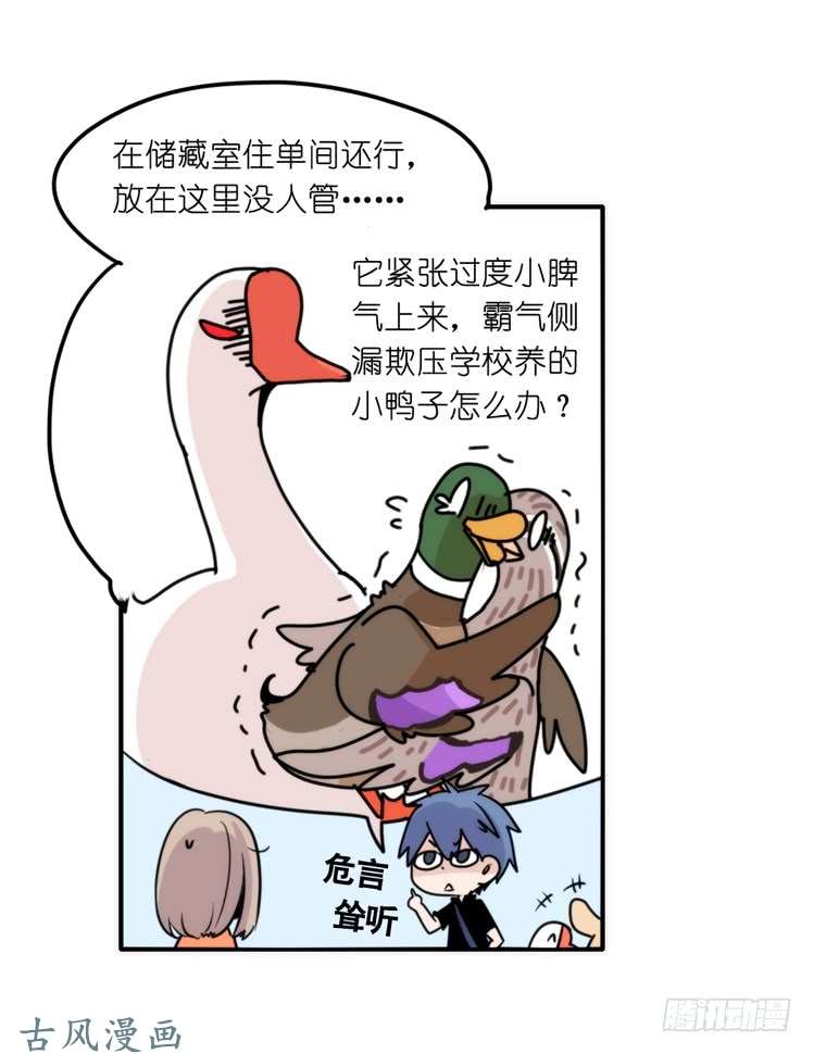 进化之基家有鹅霸：真霸霸，先包个塘