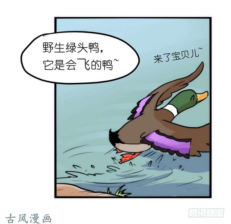 进化之基家有鹅霸：真霸霸，先包个塘