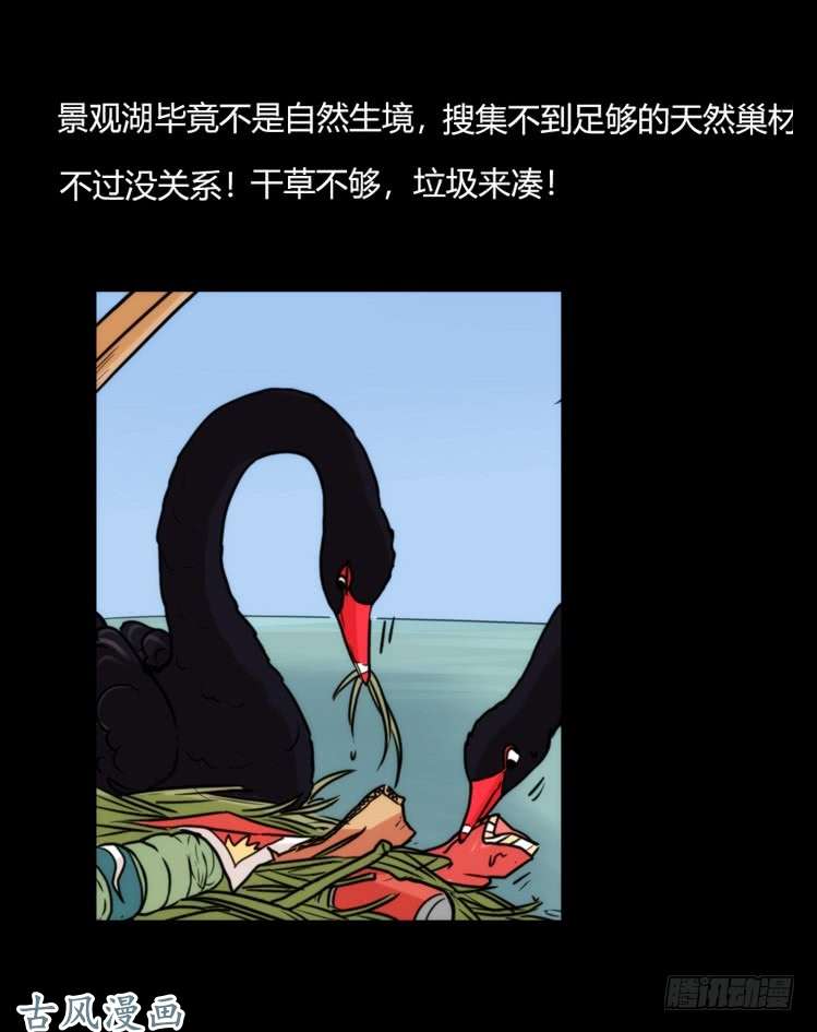 进化之基家有鹅霸：校方认证彩虹风景线