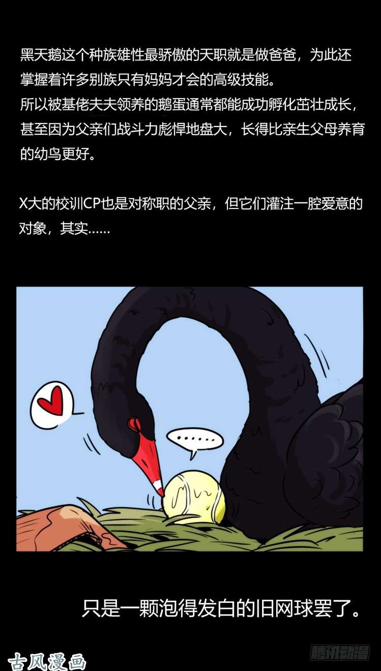 进化之基家有鹅霸：校方认证彩虹风景线