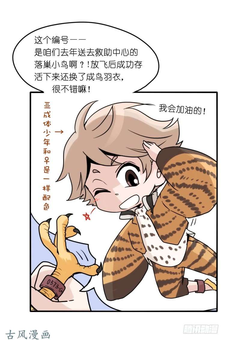 进化之基家有鹅霸：拯救大兵红隼