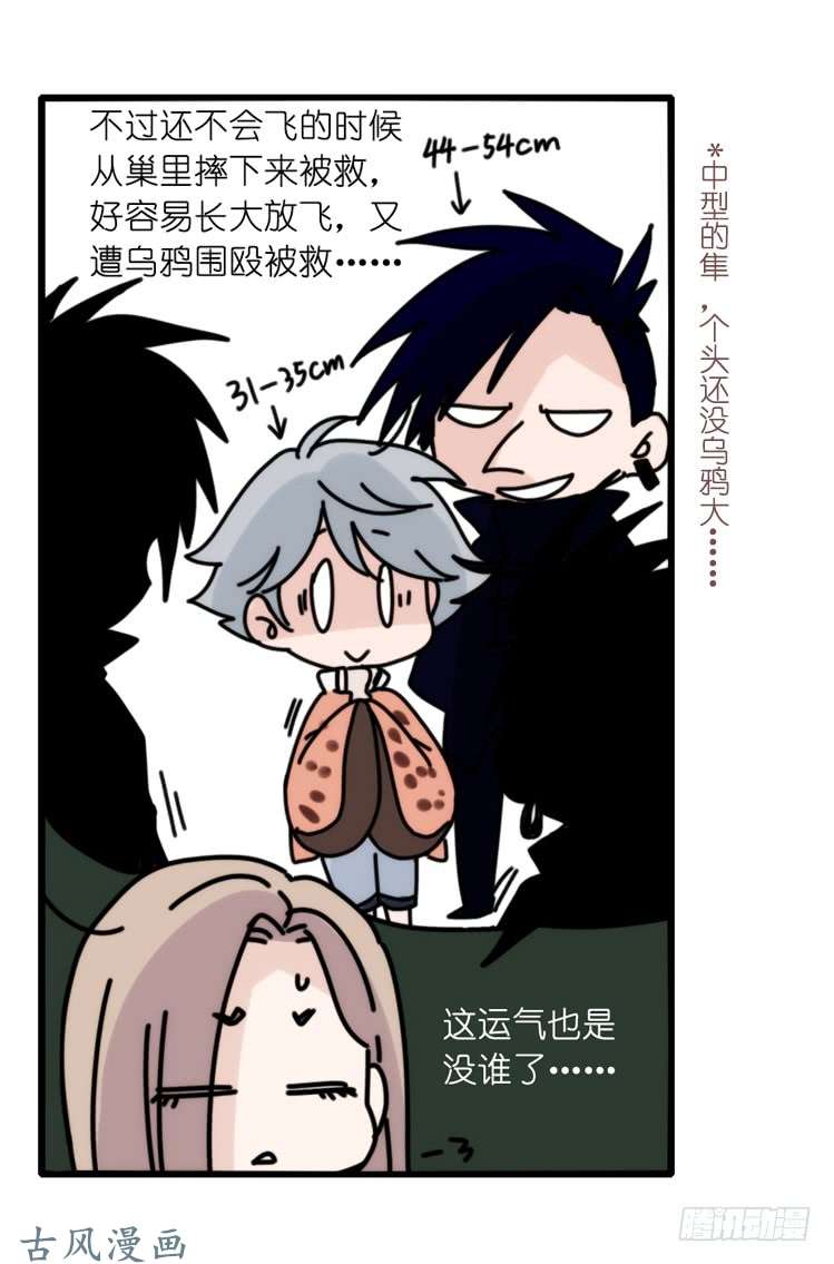 进化之基家有鹅霸：拯救大兵红隼