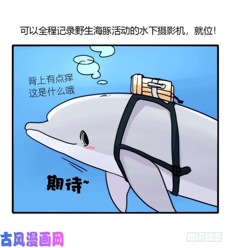 进化之基海洋精灵：目标是王牌?!