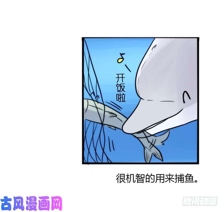 进化之基海中精灵：海豚直播间