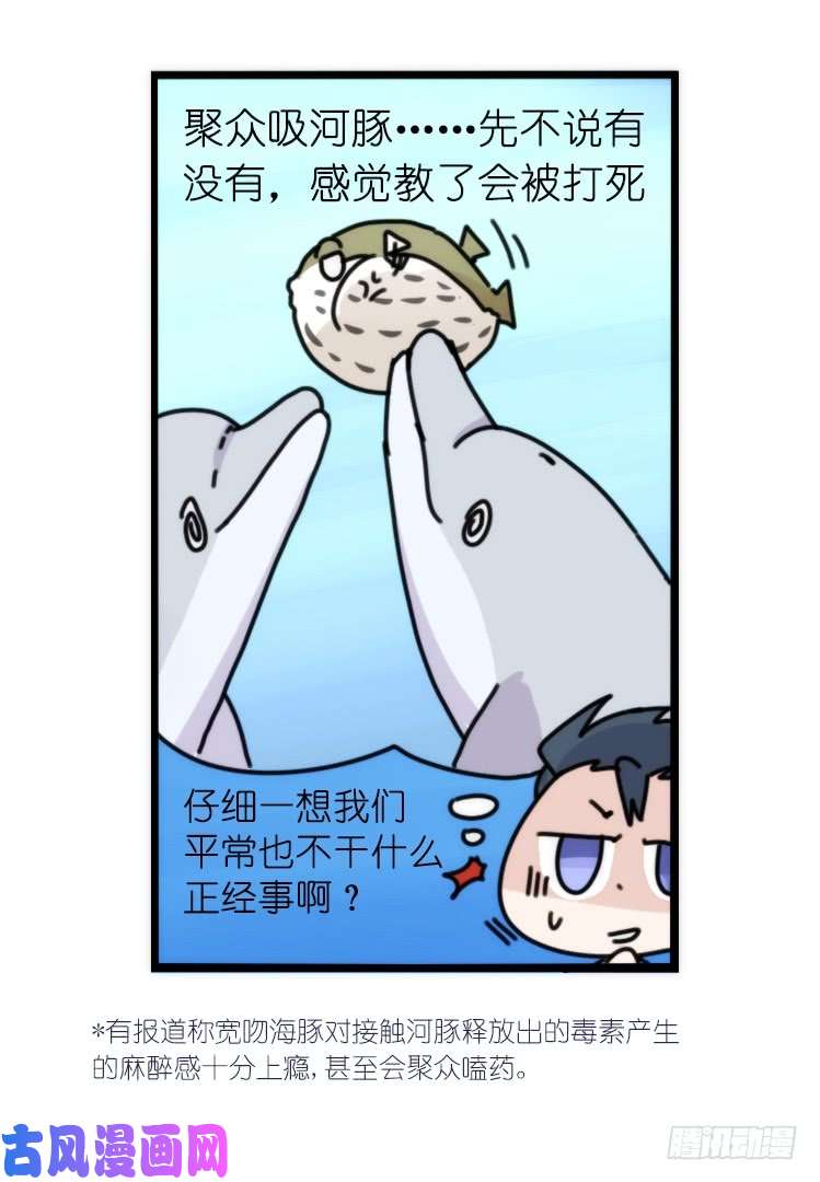 进化之基海洋精灵：豚会玩