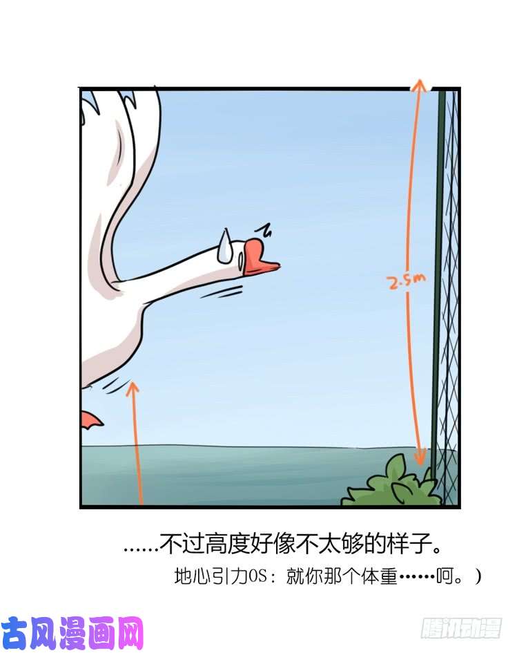 进化之基海洋精灵：豚会玩