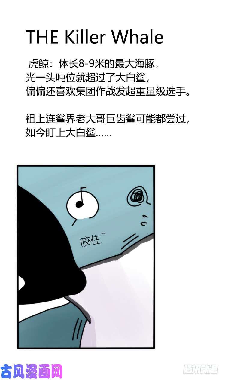 进化之基海洋精灵：大白鲨-反击战-上