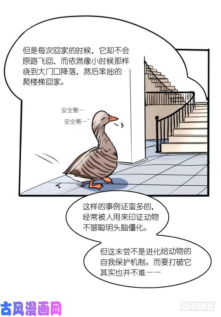 进化之基动协在行动16：动物界学渣（。）
