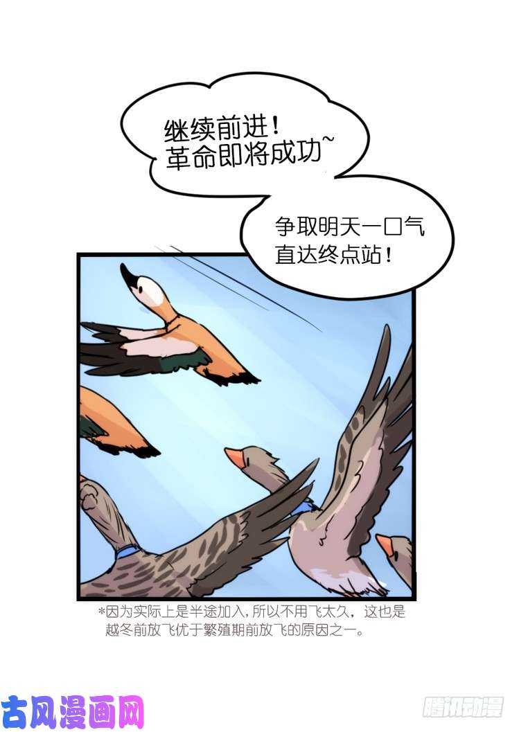 进化之基使命篇05：鸟眼看人奇