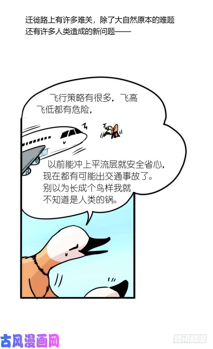 进化之基使命篇05：鸟眼看人奇