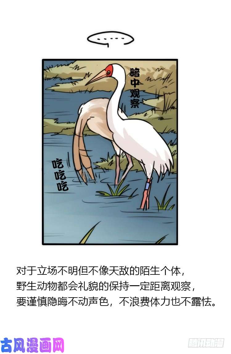 进化之基使命篇14：科学观鸟法