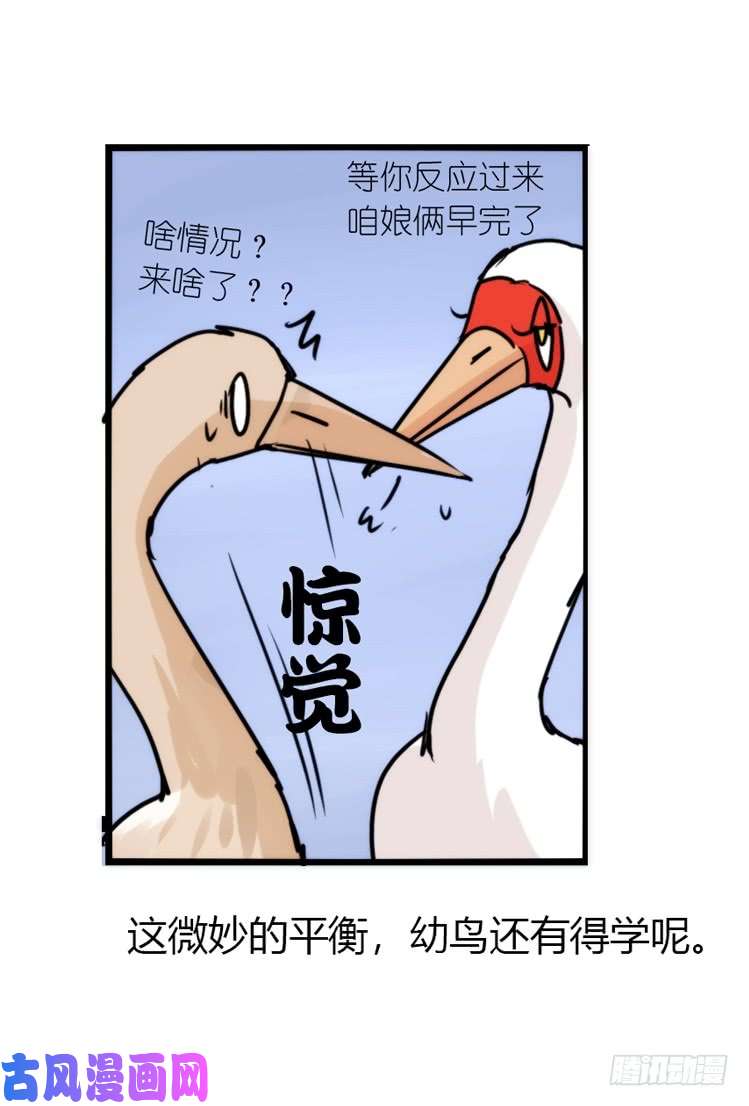 进化之基使命篇14：科学观鸟法