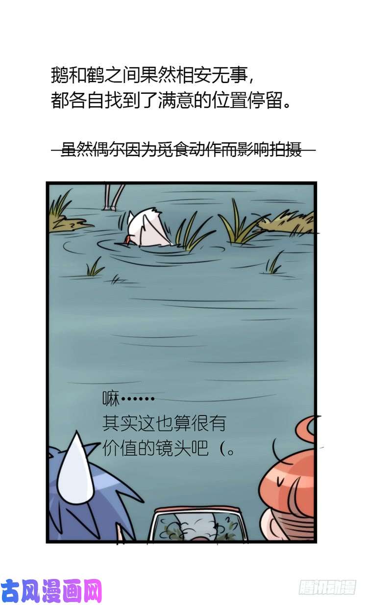 进化之基使命篇14：科学观鸟法