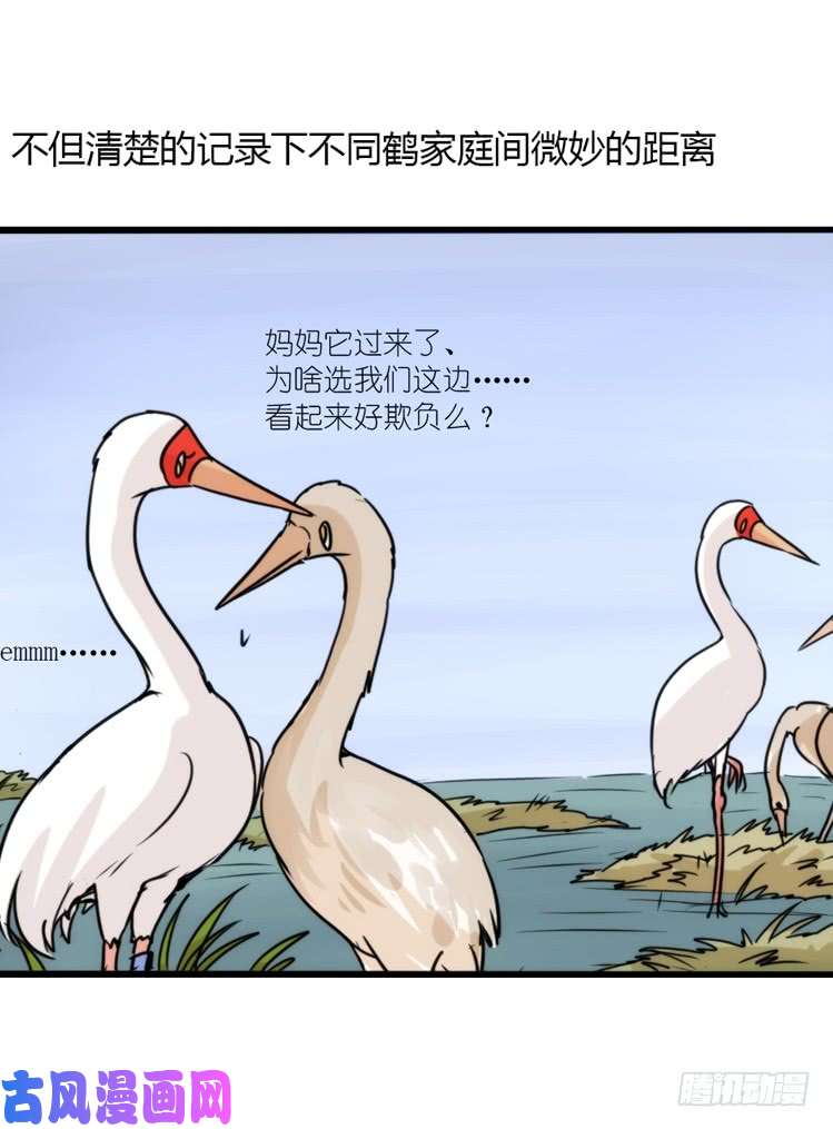 进化之基使命篇14：科学观鸟法