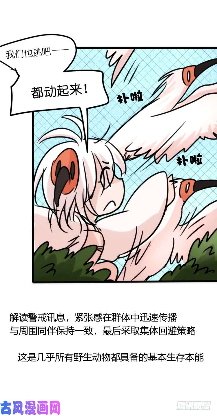 进化之基使命篇21：重振绯羽③