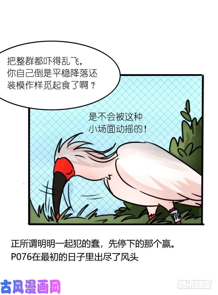 进化之基使命篇21：重振绯羽③