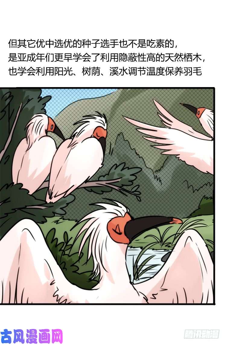 进化之基使命篇21：重振绯羽③