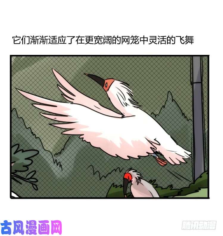 进化之基使命篇21：重振绯羽③