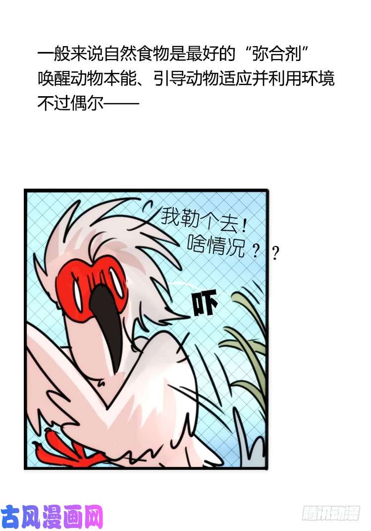 进化之基使命篇21：重振绯羽③