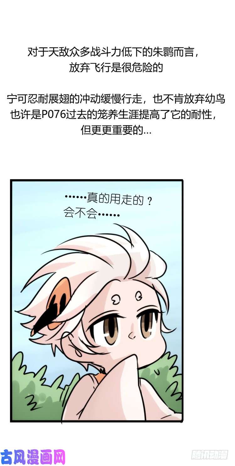 进化之基使命篇26：重振绯羽⑧鸟团圆