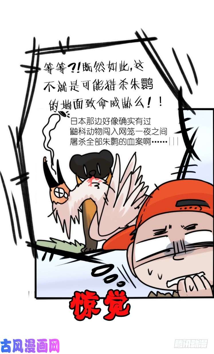进化之基使命篇27-重振绯羽⑧