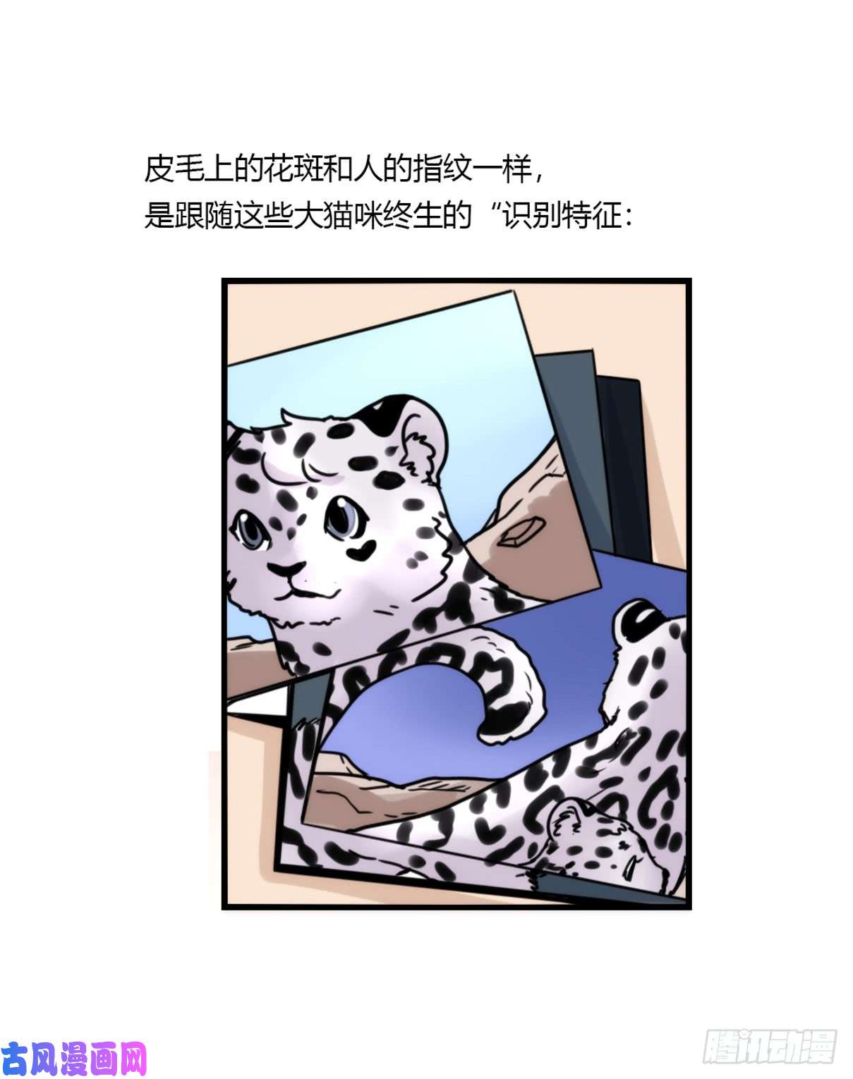 进化之基事业篇07：雪豹成为偶像！-1