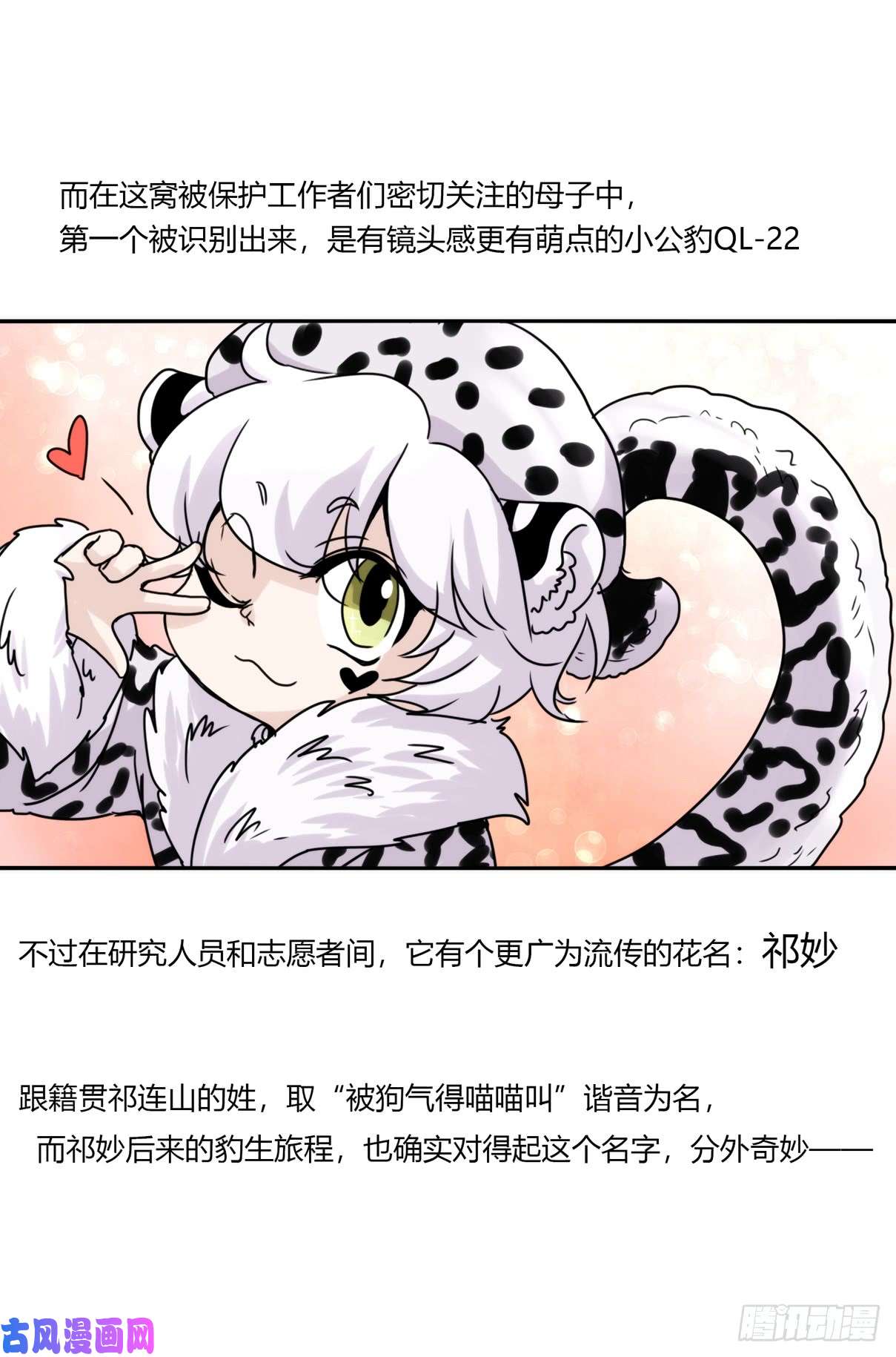 进化之基事业篇07：雪豹成为偶像！-1