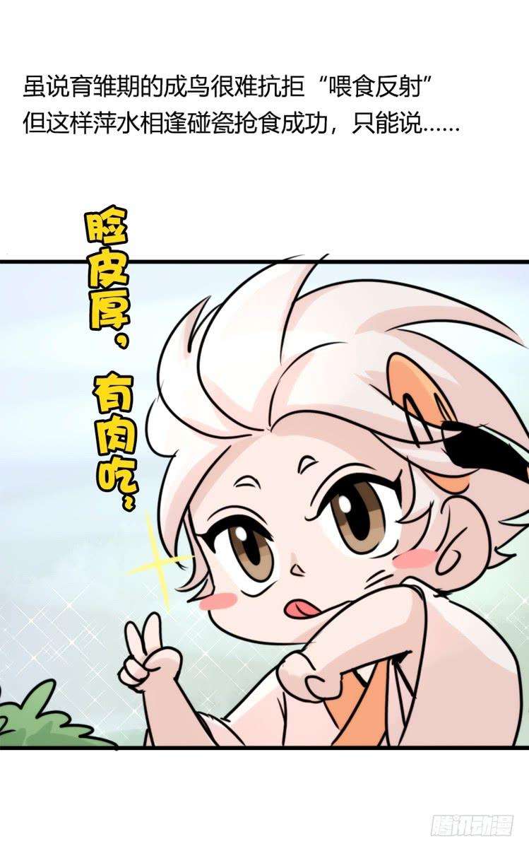 进化之基使命篇27-重振绯羽⑨
