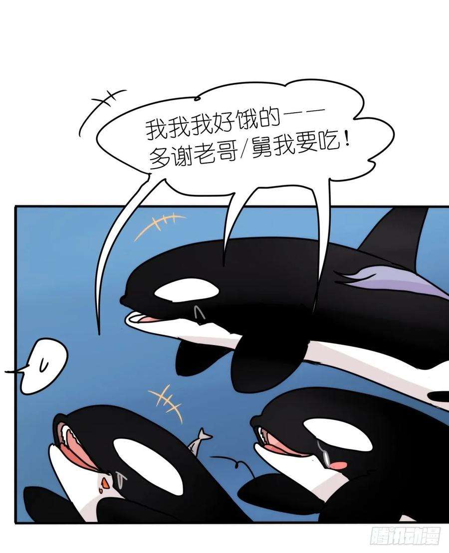 进化之基虎鲸篇：这些杀手不太冷12