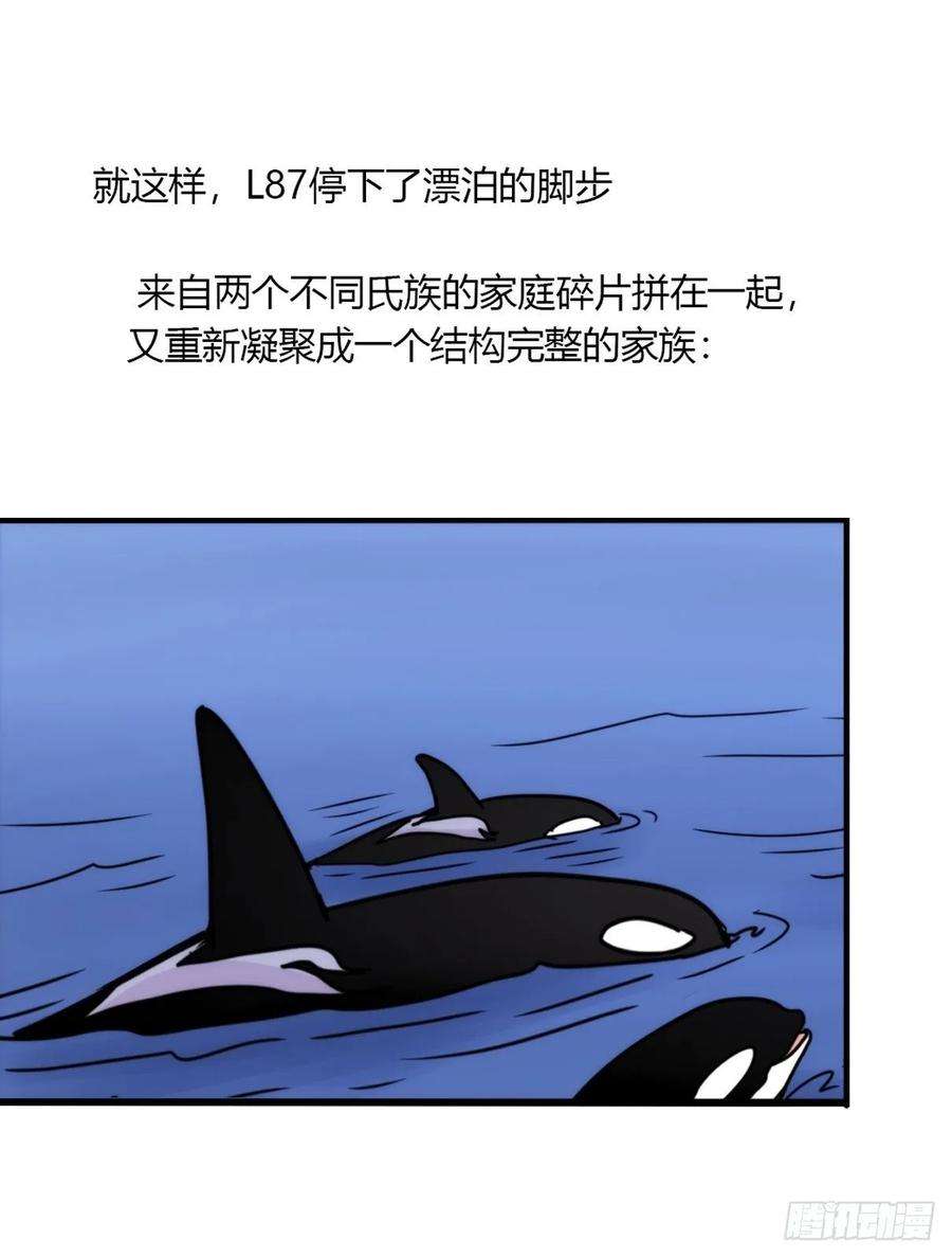 进化之基虎鲸篇：这些杀手不太冷14