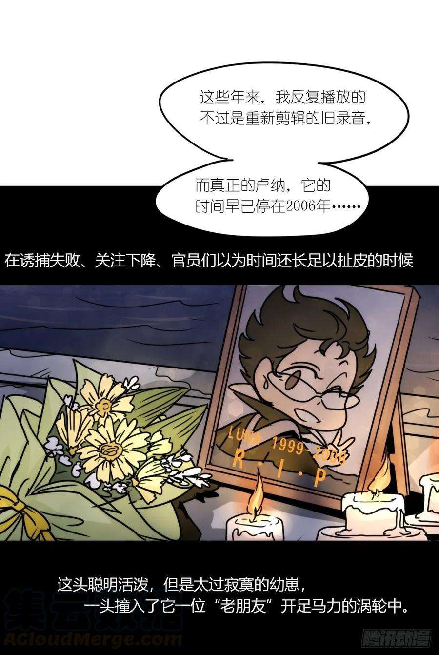 进化之基虎鲸篇：这些杀手不太冷15