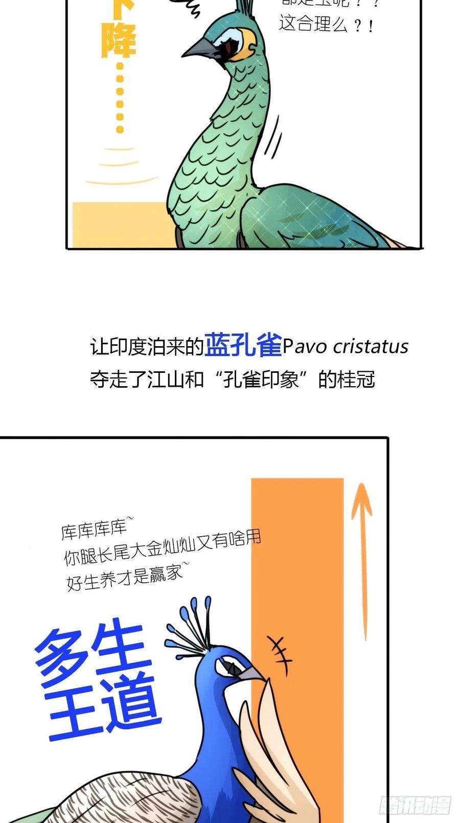 进化之基事业篇II：致绿孔雀01