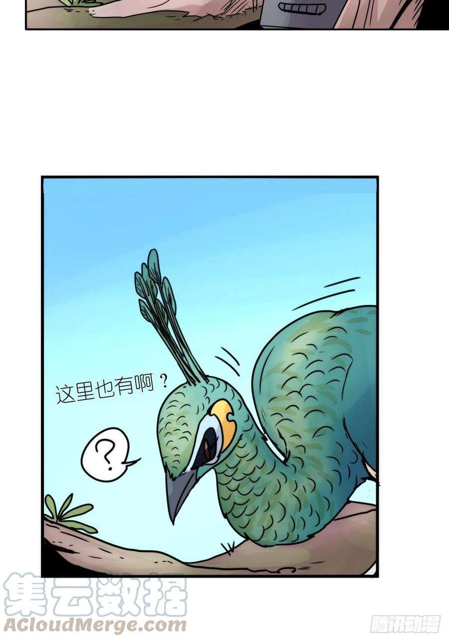 进化之基事业篇II：致绿孔雀05