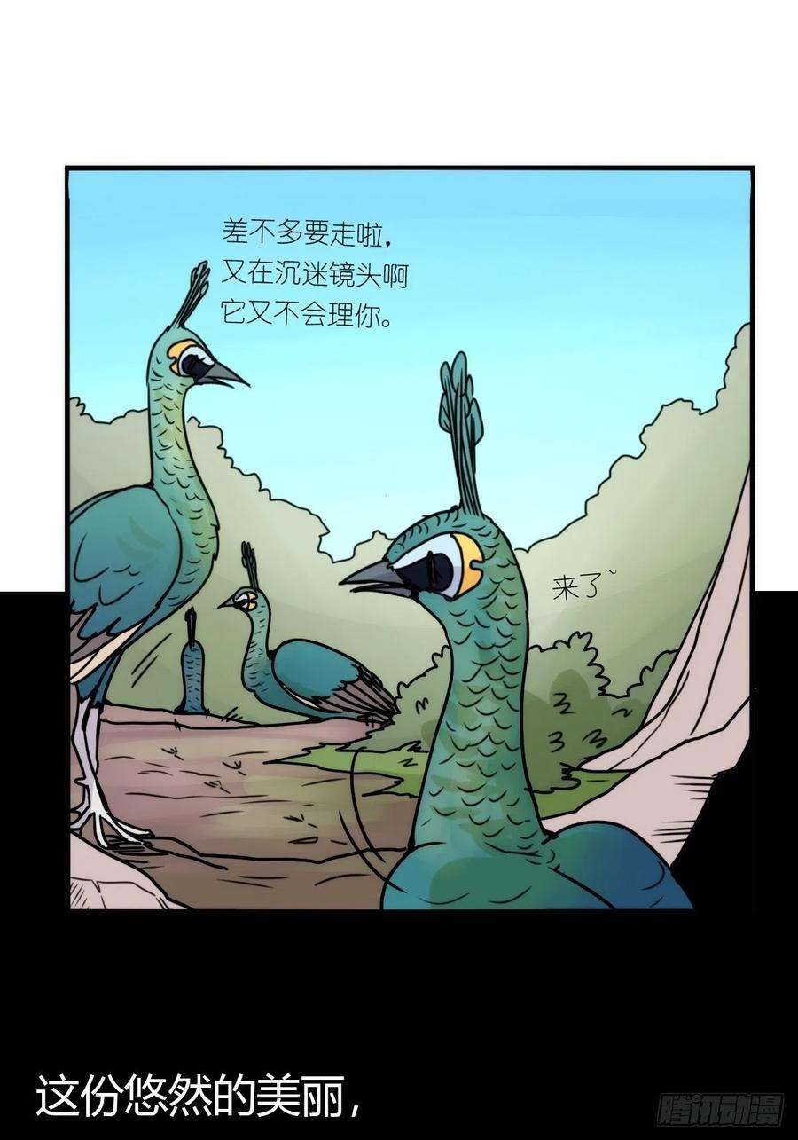 进化之基事业篇II：致绿孔雀05