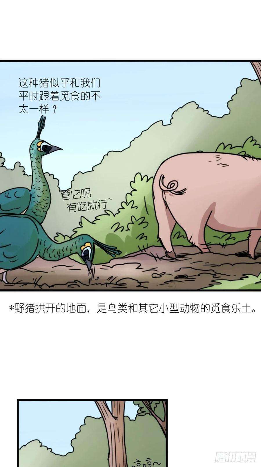 进化之基事业篇II：致绿孔雀05