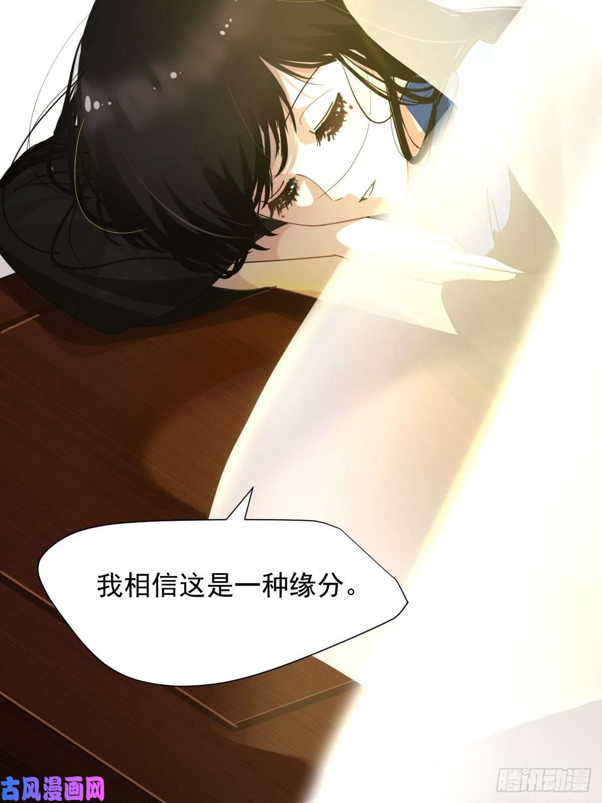 黑背信天翁我相信这是一种缘分