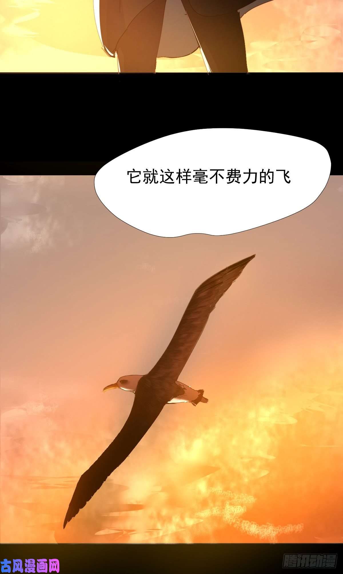 黑背信天翁17我想它告诉了我什么叫做活着