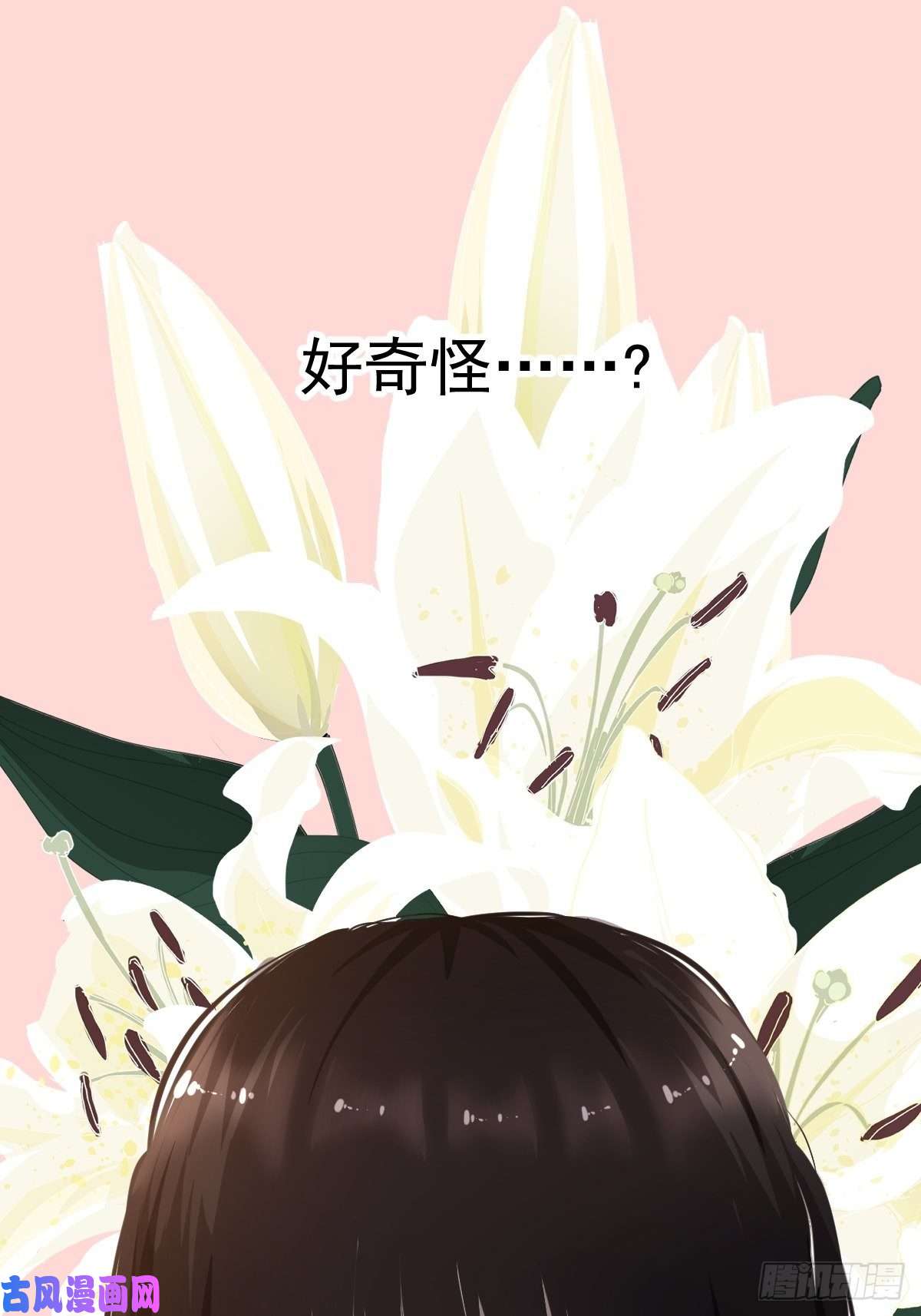 黑背信天翁18好奇怪！