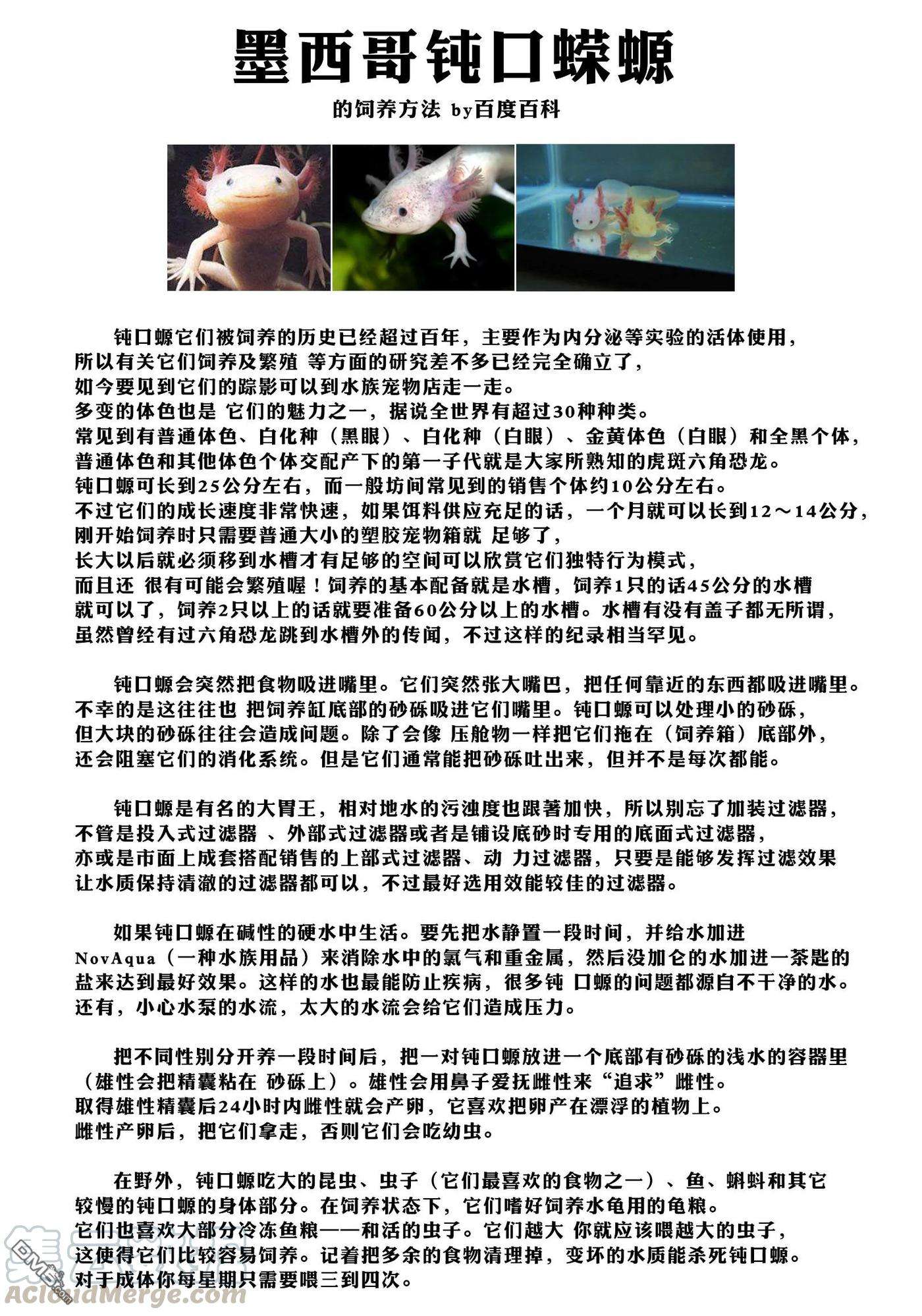 自称贤者弟子的贤者37话