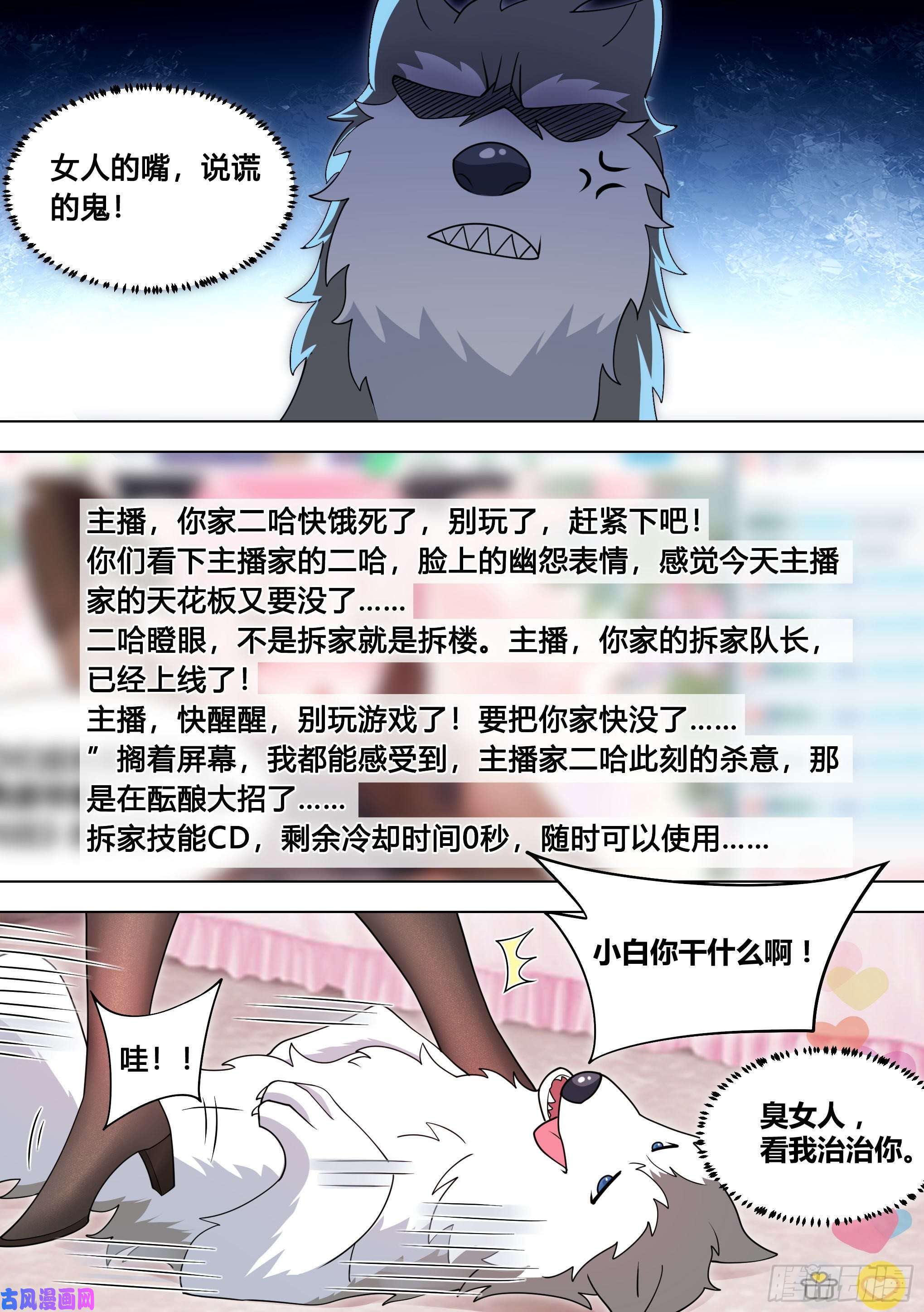 直播：女神家的哈士奇天秀98-我上电视啦