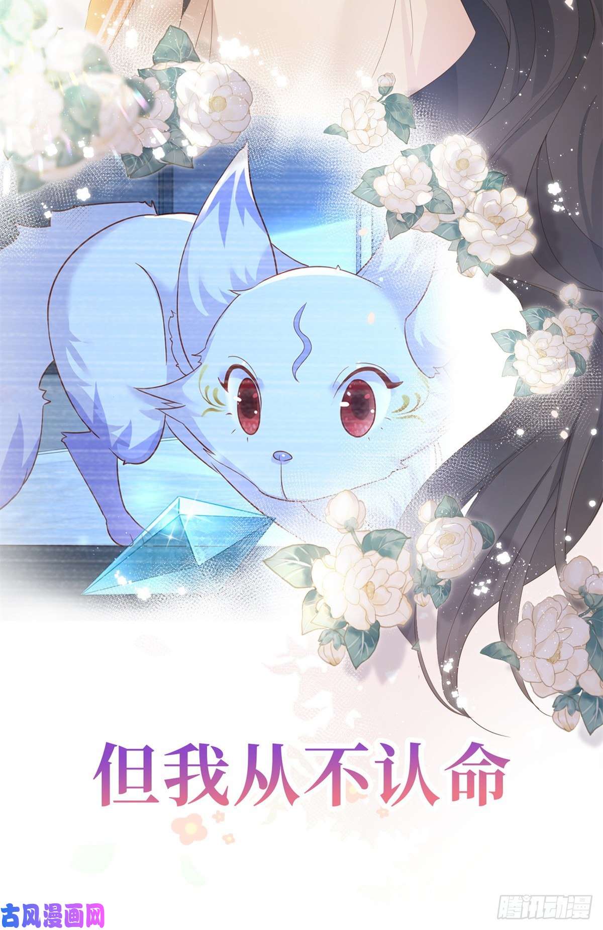 杀手大佬在线养狐预告