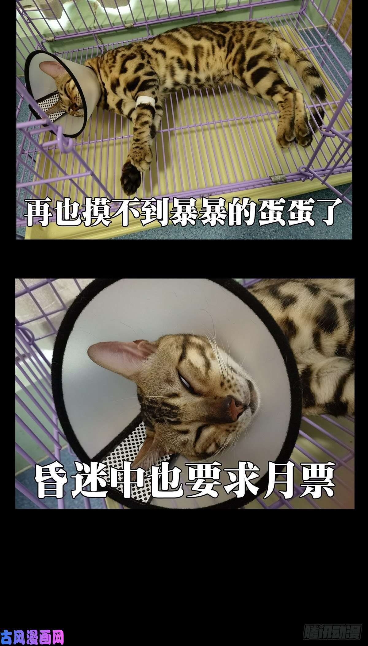 大象无形第一百四十四话舍命中
