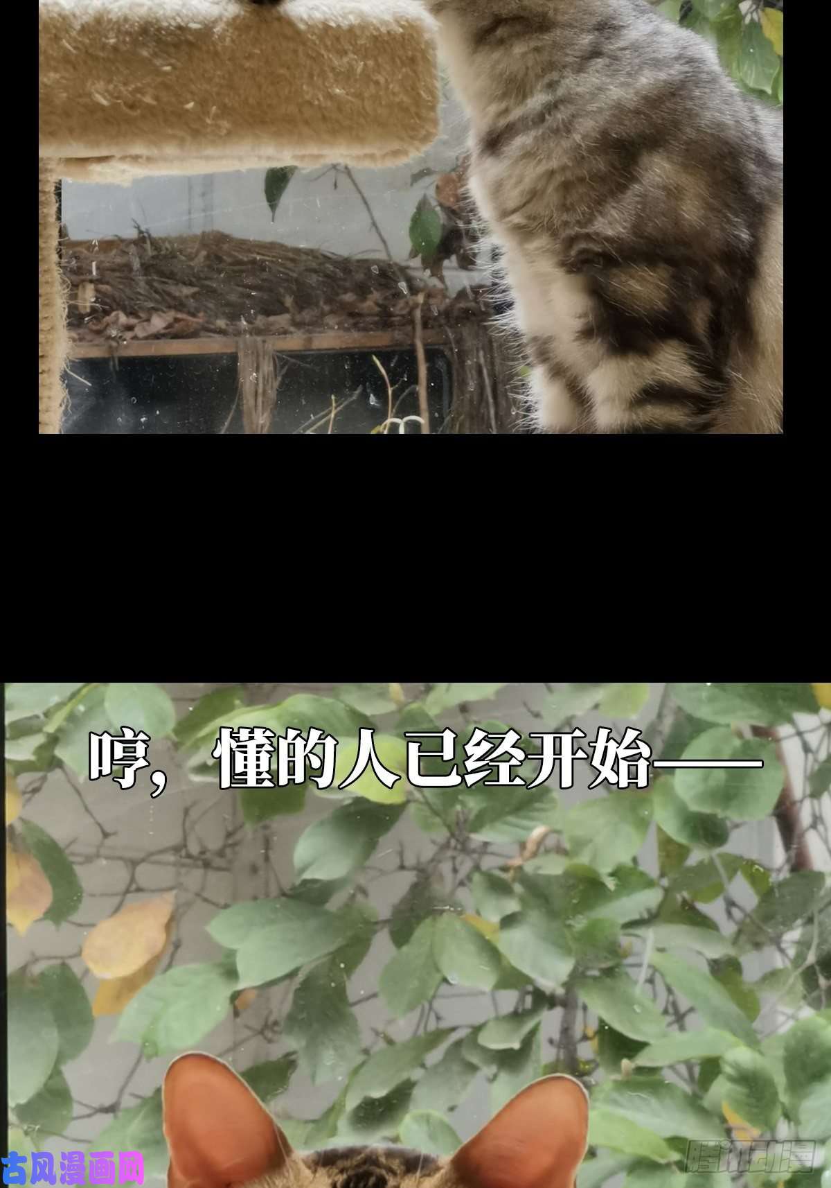 大象无形第一百六十六话牙牙下