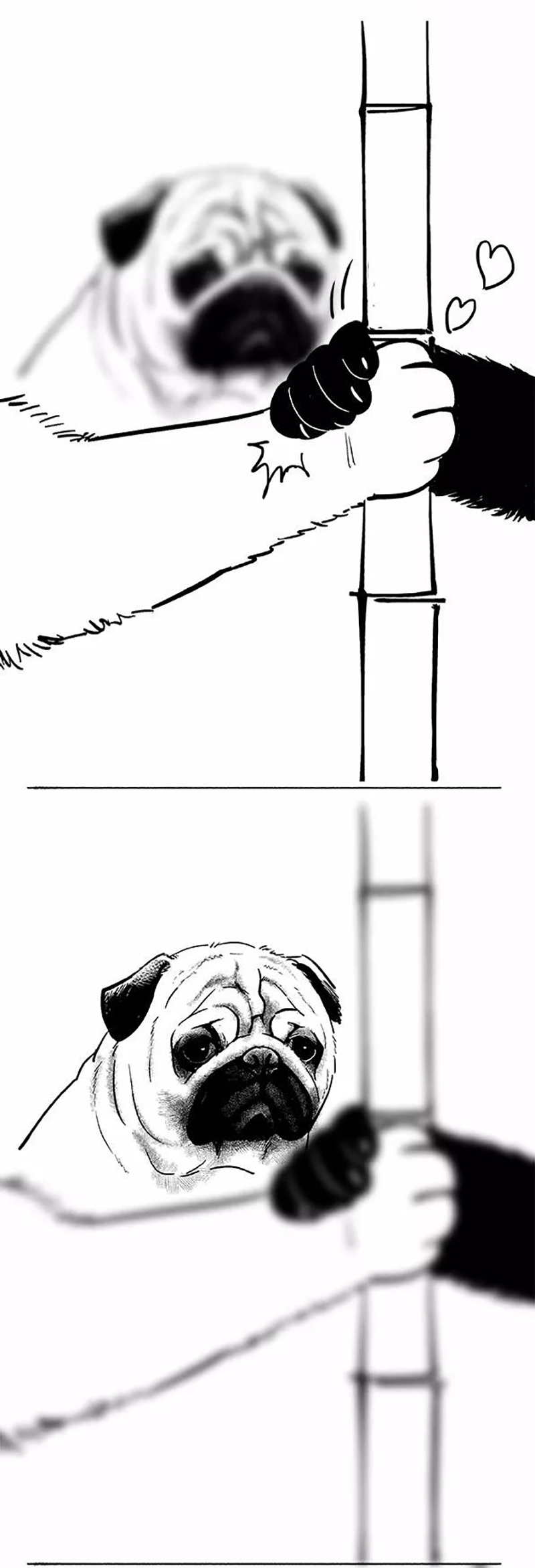 快把动物放进冰箱074 轮单身狗和吃货的本质区别