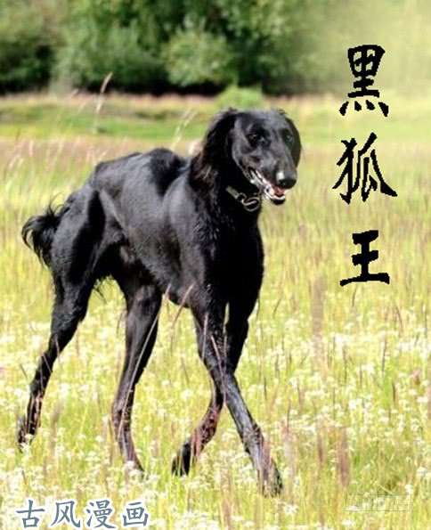 铁姬钢兵摩的大飚客