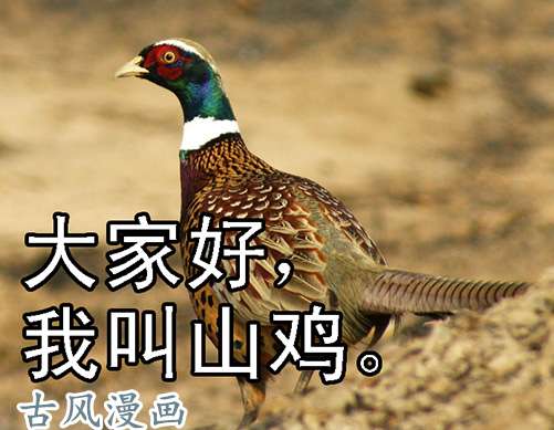 铁姬钢兵未知型号傀儡