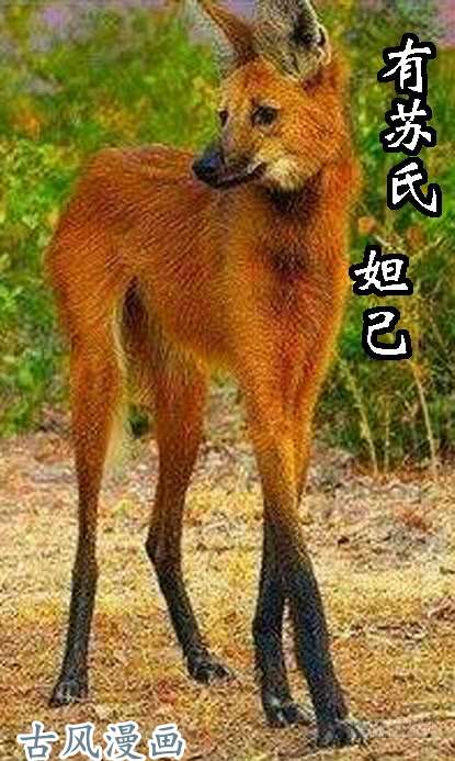 铁姬钢兵对不起我错了